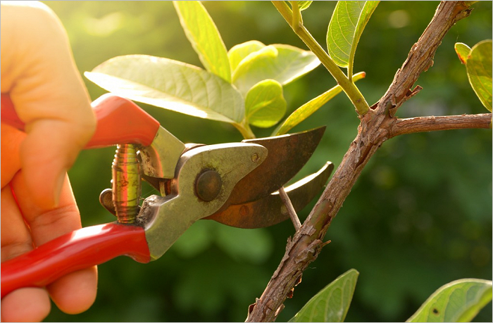 Are You Being&nbsp;Pruned?