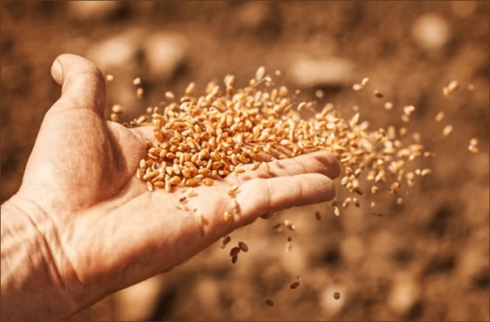 Be Encouraged To Sow The&nbsp;Seed