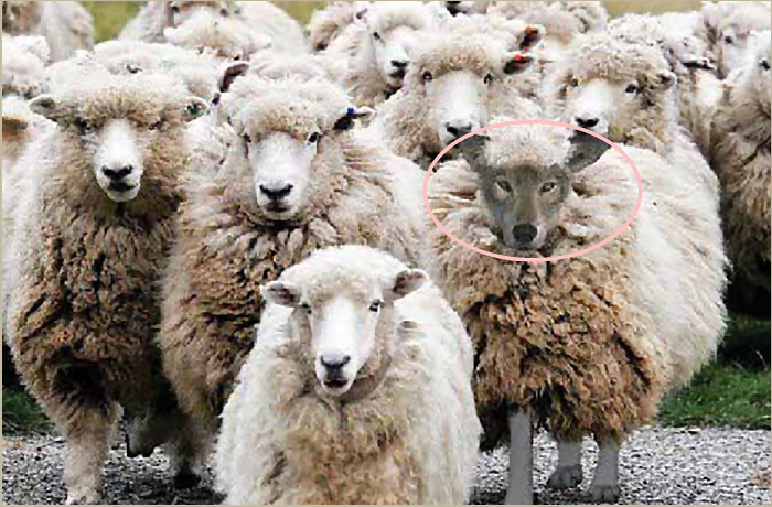 A herd of sheep with one sheep that has the face of a wolf, standing among them.